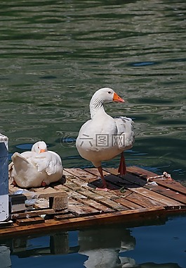 鴨,海洋,鳥