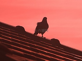 鴿子,鳥,天空
