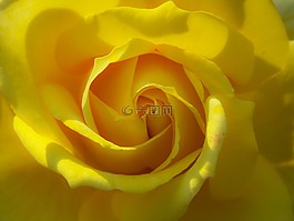 玫瑰,黃色,花