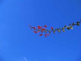 鮮花,植物,藍色