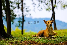 狗,漂亮的狗,可愛