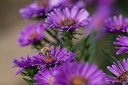 herbstaster,鮮花,花園
