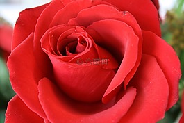 紅玫瑰,花園,宏