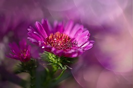 herbstaster,粉紅色,asters