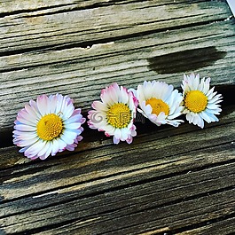 鮮花,花卉,植物