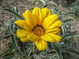花,黃色,植物