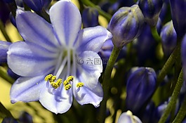 agapanthus,開(kāi)花,藍(lán)色