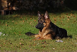 德國牧羊犬,長頭發的德國牧羊犬,小狗