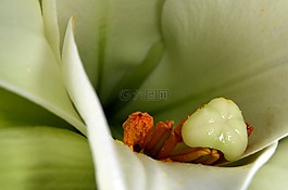 百合,雄蕊,郵票