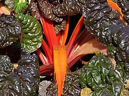 甜菜,豐富多彩,蔬菜