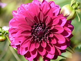 嬌琴紗,花,粉紅色