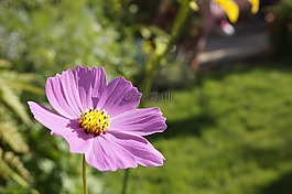 鮮花,asusenas,花園