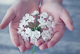 花,鮮花,小花