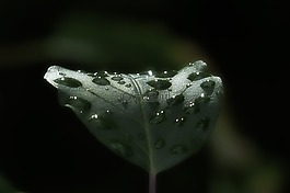離開,清晨,雨后