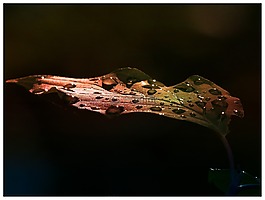 葉,清晨,雨后