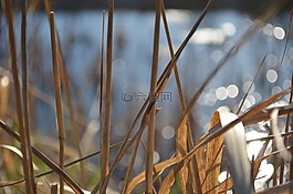 水,草,春天