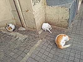猫,动物,猫洗