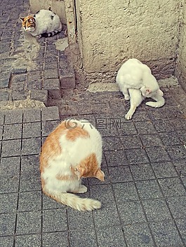 貓,動物,毛皮