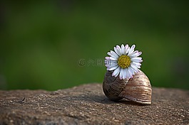花,雛菊,廠