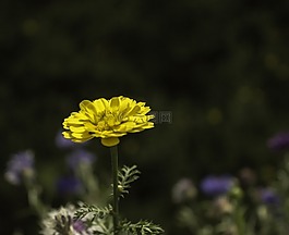 花,黃色,性質