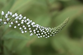 花,自然,春