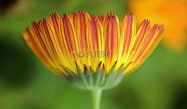 花,自然,春