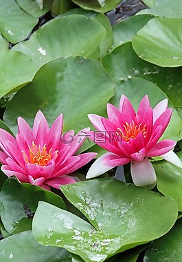 水百合,花,粉紅色的花朵