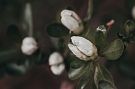 春,芽,花