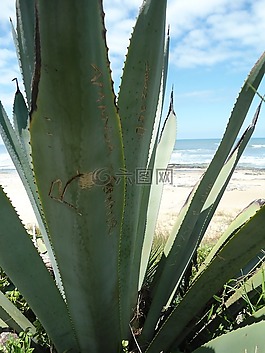 龍舌蘭,植物,mar