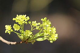 野生溫室,性質(zhì),宏