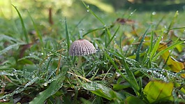 生活,蘑菇,草