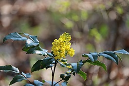 野生溫室,綠色,黃色