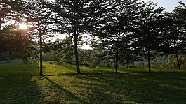 自然,光,樹(shù)