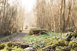 樹樁,苔,綠色