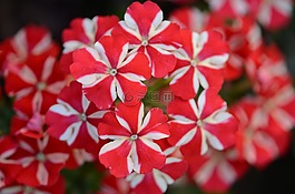 花,自然,春