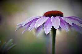 花,自然,春