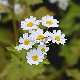 雛菊,花,白