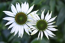 花,自然,春