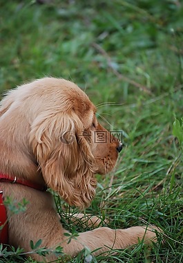 狗,小獵犬,小狗