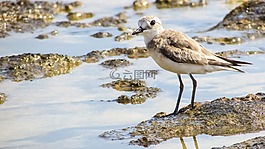 限制,灰色,海鳥(niǎo)