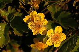 金草莓,春天,厂