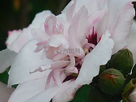 沙仑的玫瑰花,槿,花
