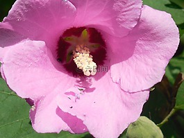 沙仑的玫瑰花,槿,花