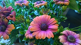 osterspermum,盛開,花