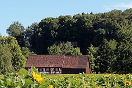 fachwerkhaus,向日葵的字段,性質(zhì)