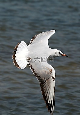 海鷗,飛行,鳥