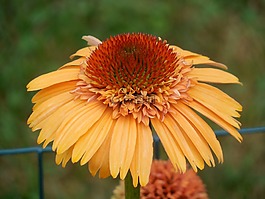 coneflower,松果菊,花
