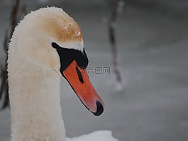 天鵝,鳥,冬季