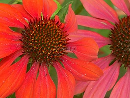 coneflower,松果菊,花
