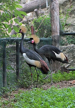 黑丹頂鶴,自然,動(dòng)物園